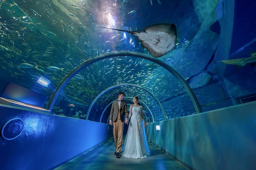 水族館　マリンパーク　マリンパークニクス　登別マリンパークニクス　水族館フォト　水族館ウェディング　