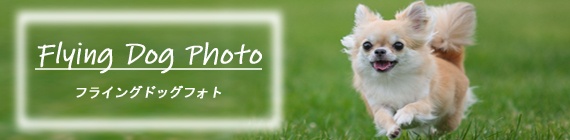 室蘭　フライングドッグ　犬　写真